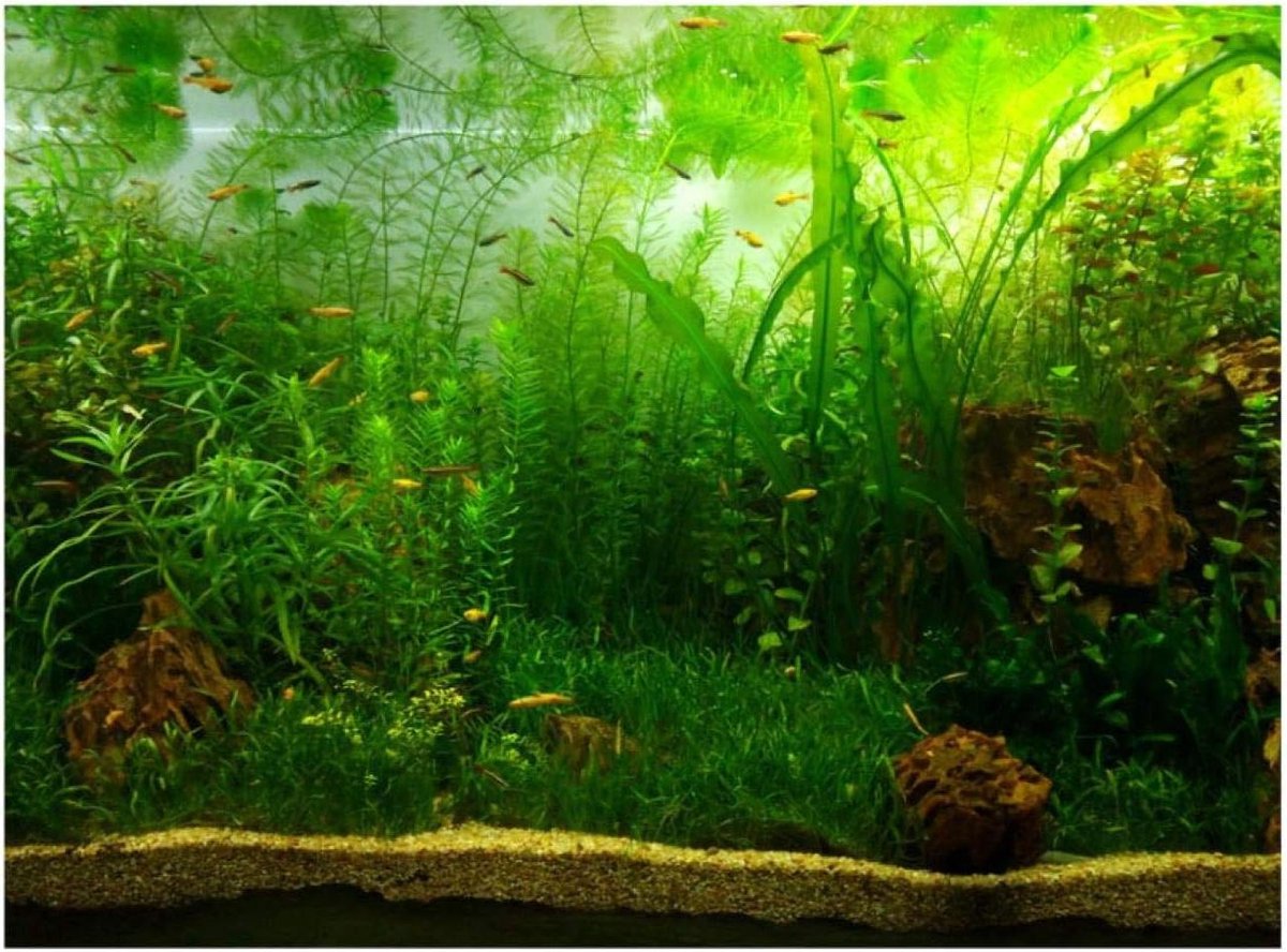 Achtergrond voor aquarium - PVC zelfklevende poster - Realistisch design - 91 x 41 cm