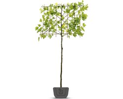 Leiplataan | Platanus hispanica | leiboom | Stamomtrek: 8-10 cm | Stamhoogte: 180 cm | Rek: 120 cm