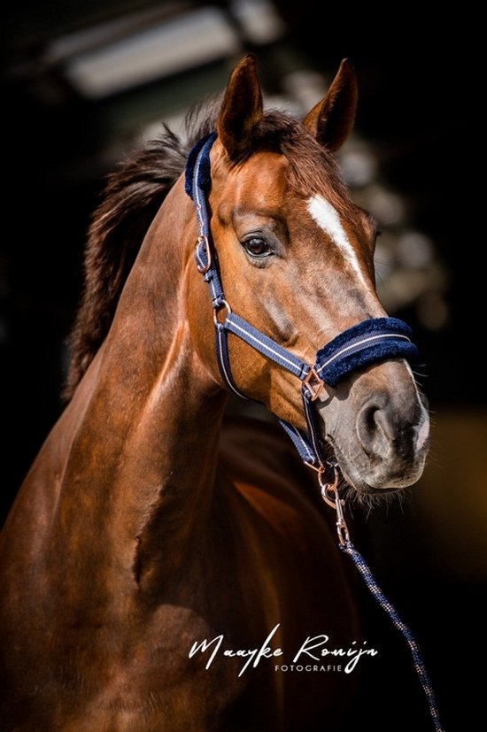 Foto: Hb halster europe rosegold donkerblauw