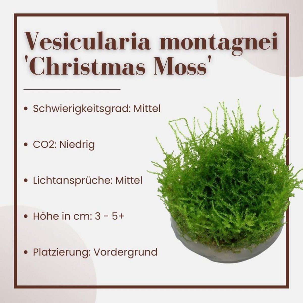 Aquarium Mos Vesicularia Dubyana (Kerstmoss) – 1 Stuk In-Vitro | 1-2-Grow Plant