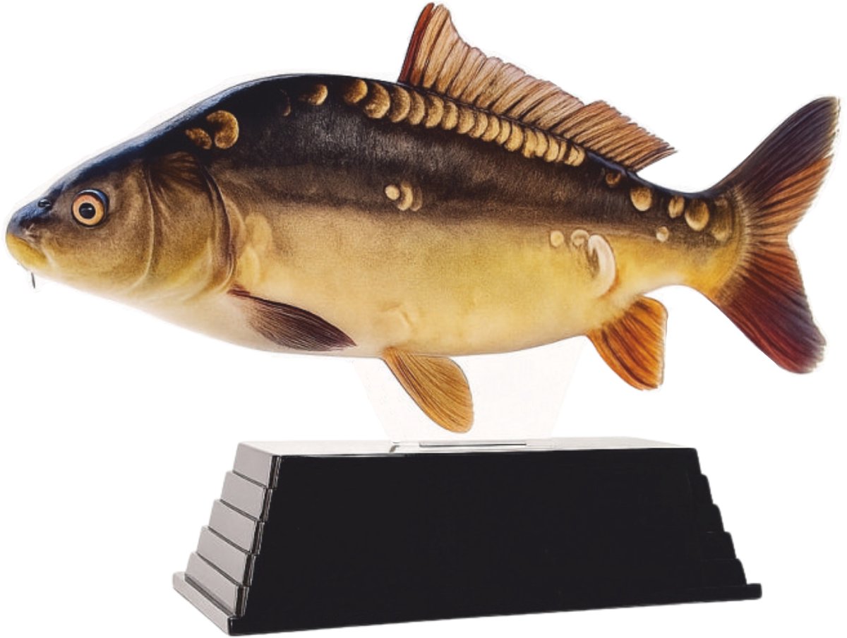 Real Fish Trofee Spiegelkarper 20 cm Vis Prijs Karper Karperwedstrijd Fish Trophy Vistrofee Visprijs