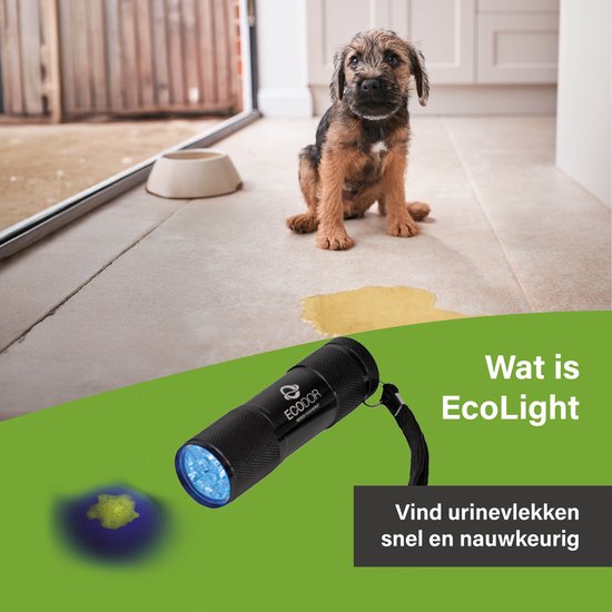 Een puppy zit naast een plas op de vloer. Een zwarte EcoLight UV zaklamp met blauw licht, toont de urinevlek.