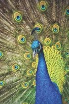 Pfau Kalender: Pfau Vogel Kalender 2019/2020 ab Juli - Terminplaner ab Jahresmitte - A5+ - Pfau Geschenk f�r Vogelfreunde