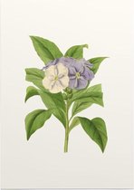 Brunfelsia Aquarel (Brunfelsia) - Foto op Posterpapier - 50 x 70 cm (B2)