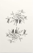 Berk zwart-wit plus (Birch) - Foto op Forex - 80 x 120 cm