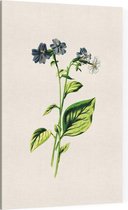 Blauwklokje (Browallia White) - Foto op Canvas - 40 x 60 cm