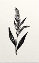 Peperkers zwart-wit (Broad-Leaved Pepperwort) - Foto op Forex - 60 x 90 cm
