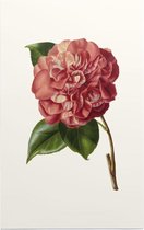 Camelia Aquarel (Camelia) - Foto op Forex - 60 x 90 cm