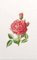 Tuinroos (Garden Rose) - Foto op Forex - 100 x 150 cm