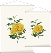 Rosa Foetida Aquarel (Persian Yellow Rose) - Foto op Textielposter - 60 x 90 cm