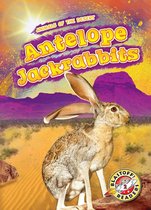 Animals of the Desert - Antelope Jackrabbits