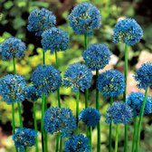 50x Allium stipitatum 'Fantasia' - Sierui Mix - Blauw - Winterhard - 50 bloembollen Ø 12-14 cm