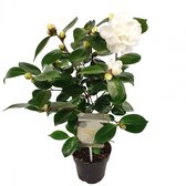 Camellia ‘Nuccio’s Gem’