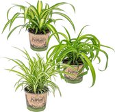 Mix 3x Graslelie | Chlorophytum Variegatum, Green Bonnie & Hawaiian - Kamerplant ⌀12 cm - ↕25 cm