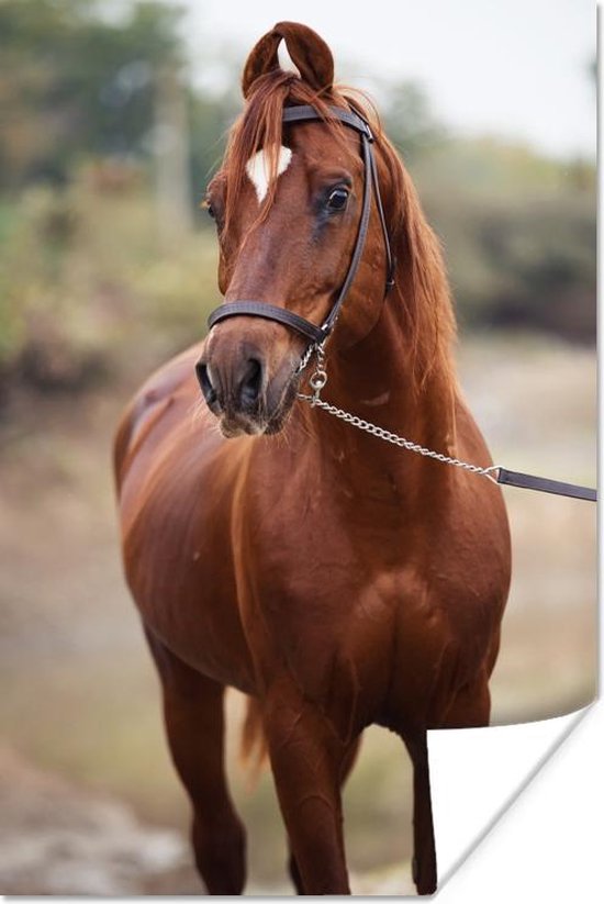 Guide des tailles de rênes de cheval
