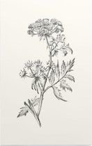 Sium Suave zwart-wit Schets (Water Parsnip) - Foto op Forex - 60 x 90 cm