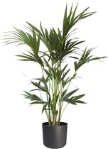 Kentia Palm 110 cm in ® ELHO b.for soft sierpot