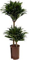 Ficus Nitida hydrocultuur in Runner rond wit |