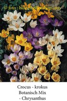 crocus - krokus Botanische Mix 50 bollen maat 6/+