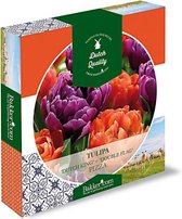 19x Tulipa 'Double Flag & Dutch King' - Tulpenmix - Oranje en Paars - Winterhard - 19 bloembollen