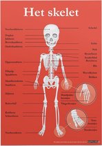 Educatieve poster (Forex) - Biologie het skelet - 50 x 70 cm (B2)