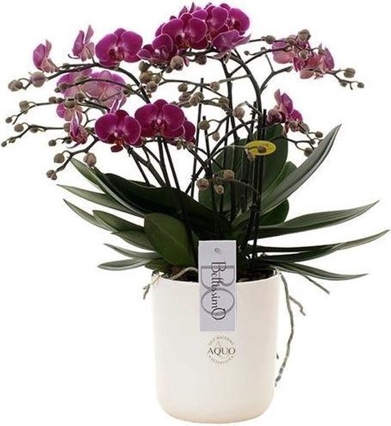 Phalaenopsis Bellissimo In White Umbrie Amore 50 Cm Hoog 15 Cm Potdiameter Bol Com