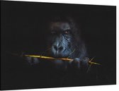 Gorilla met bamboe op zwarte achtergrond - Foto op Canvas - 60 x 40 cm