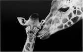 Giraffe koppel op zwarte achtergrond - Foto op Forex - 45 x 30 cm