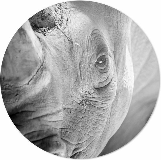 Rhinocéros de près| 30 x 30 cm | Animaux sur plexiglas | Décoration murale | Peinture Animaux | Cercle mural en plexiglas de 5 mm d'épaisseur