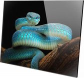Blauwe slang | 60 x 40 CM| Wanddecoratie | Dieren op plexiglas | Schilderij | Plexiglas | Schilderij op plexiglas