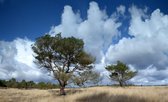 Fotobehang Hoge Veluwe 250 x 260 cm - € 175,--