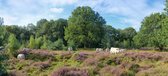 Fotobehang Heide Maasduinen 350 x 260 cm