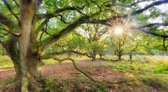 Fotobehang oerbos zonsopkomst 350 x 260 cm - € 235,--