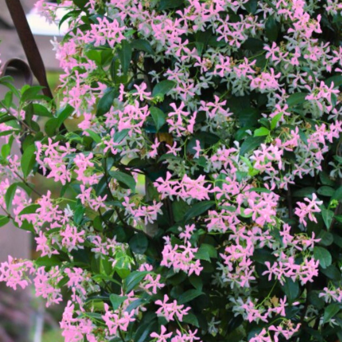 Aziaatisch sterjasmijn (Trachelospermum asiaticus) - Japanse sterjasmijn Pink Showers - Trachelospermum asiaticum - Bodembedekkers - Klimplant