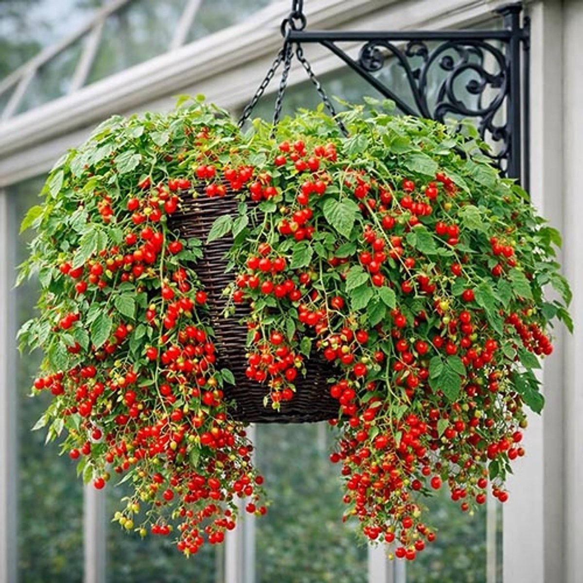 Tomaten zaden - Hundreds and Thousands