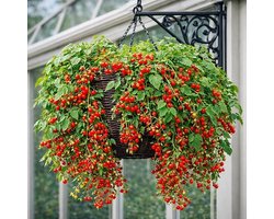 Tomaten zaden - Hundreds and Thousands