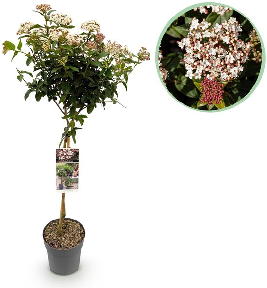 Green boutiQ - Plante sur tige - Viburnum tinus - Plante de terrasse - Persistante - Rustique - Wit - Bloem rose - Pot 19cm Hauteur 90cm