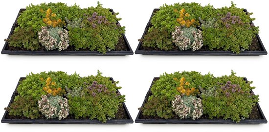 Vier sedummatten met diverse groene, grijze, paarse en gele planten in zwarte bakken, op een lichte stenen ondergrond.