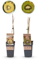 Green boutiQ - Fruitplant - Groene & Gele Kiwi - Actinidia deliciosa Jenny & Golden Kiwi - 2 planten - Pot 15cm Hoogte 50cm
