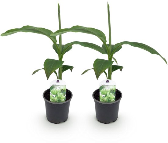 Twee groene bananenplanten in potten met labels, elk 30cm hoog.