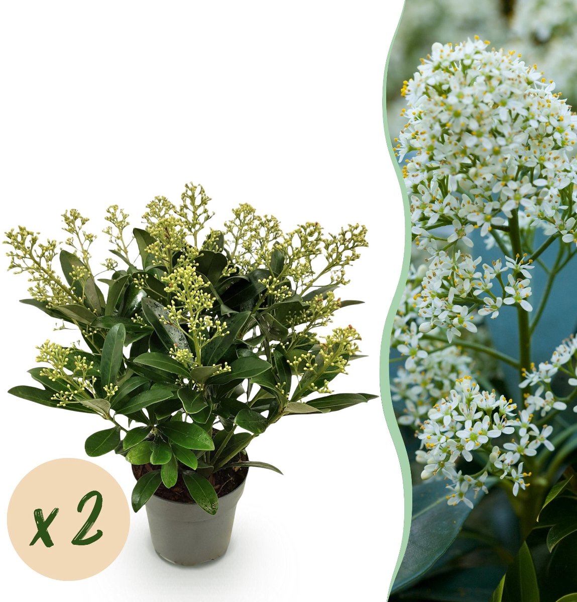 Green boutiQ - Terrasplant - Skimmia japonica Finchy - Bloem Wit - 15+ Bloemen - 2 Planten - Winterhard - Pot 15cm Hoogte 30cm