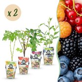 Green boutiQ - Fruitplanten - Rainbow - Rode Bes - Gele Framboos - Zwarte Braam - Blauwe Bes - Winterhard - 8 Planten - Pot 9cm