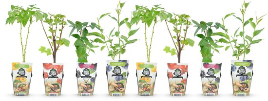 Zes jonge planten in potten naast elkaar, met groene bladeren en takken.