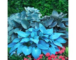 Hosta - Buitenplant - Mix van 5 soorten - Tuinplant - 5 stuks - Meerkleurig - Tuin Plant voor Buiten