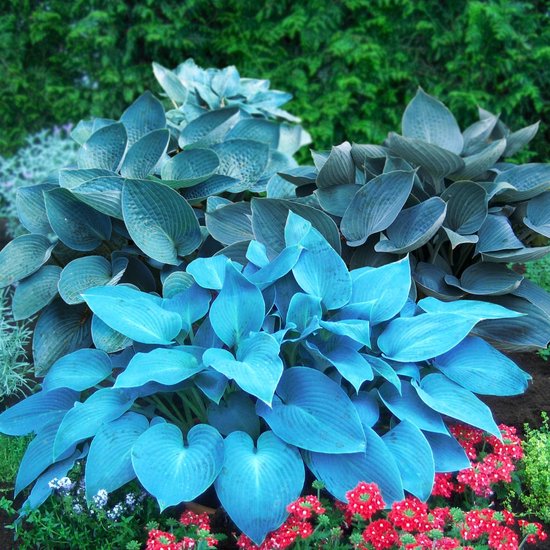 Hosta - Buitenplant - Mix van 5 soorten - Tuinplant - 5 stuks - Meerkleurig - Tuin Plant voor Buiten