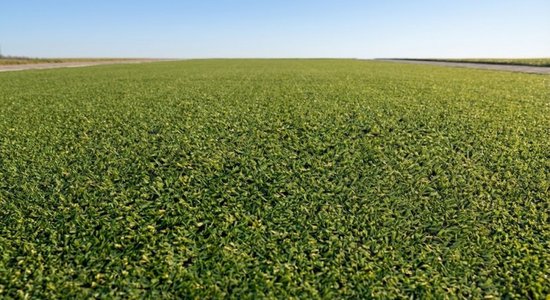 Niba® Kunstgras 2x5 mètre - 9 mm Pool Hauteur - Basic Line - Tapis de gazon à poil bas pour Balcon, Jardin & Camping