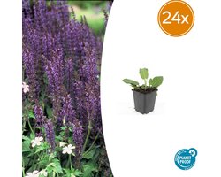 Tuinplantenshop.com | Salvia nem. 'Mainacht' | 24 stuks - Ø9cm - 10-25cm hoog - Tuinplant