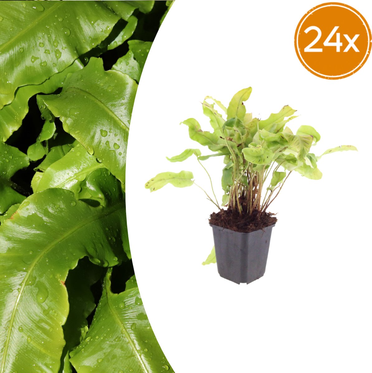 Tuinplantenshop.com | Asplenium scolopendrium | 24 stuks - Ø9cm - 10-25cm hoog - Tuinplant