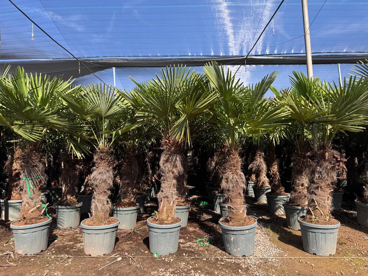 Sunny Tree - Palmboom - Trachycarpus fortunei - Winterharde Palmboom voor buiten - Hoogte: 240 cm