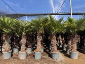 Sunny Tree - Palmboom - Trachycarpus fortunei - Winterharde Palmboom voor buiten - Hoogte: 240 cm